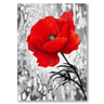 Fiore Rosso Il mio negozio