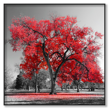 Albero Rosso Il mio negozio