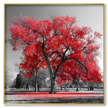 Albero Rosso Il mio negozio