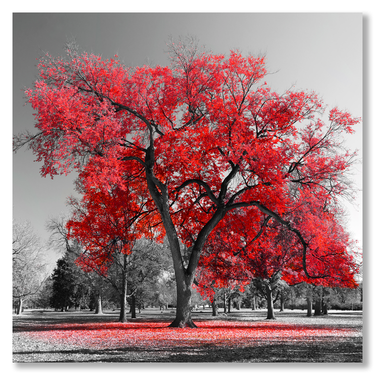 Albero Rosso Il mio negozio