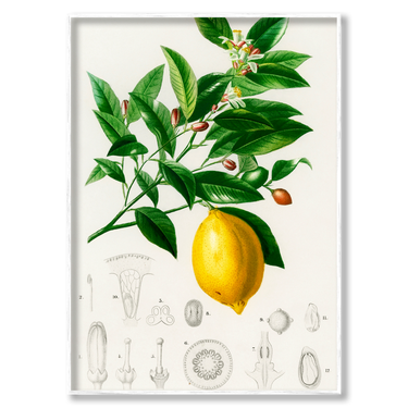 L’Albero del Limone – Quadro su tela astratto fiori moderno verticale