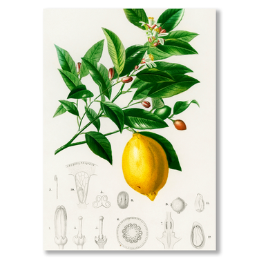 L’Albero del Limone – Quadro su tela astratto fiori moderno verticale