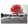 L'albero rosso Il mio negozio