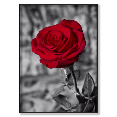 La Rosa Rossa Il mio negozio