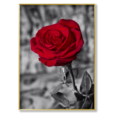 La Rosa Rossa Il mio negozio