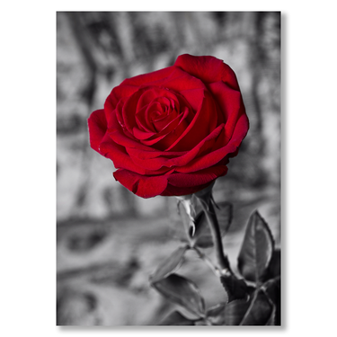 La Rosa Rossa Il mio negozio